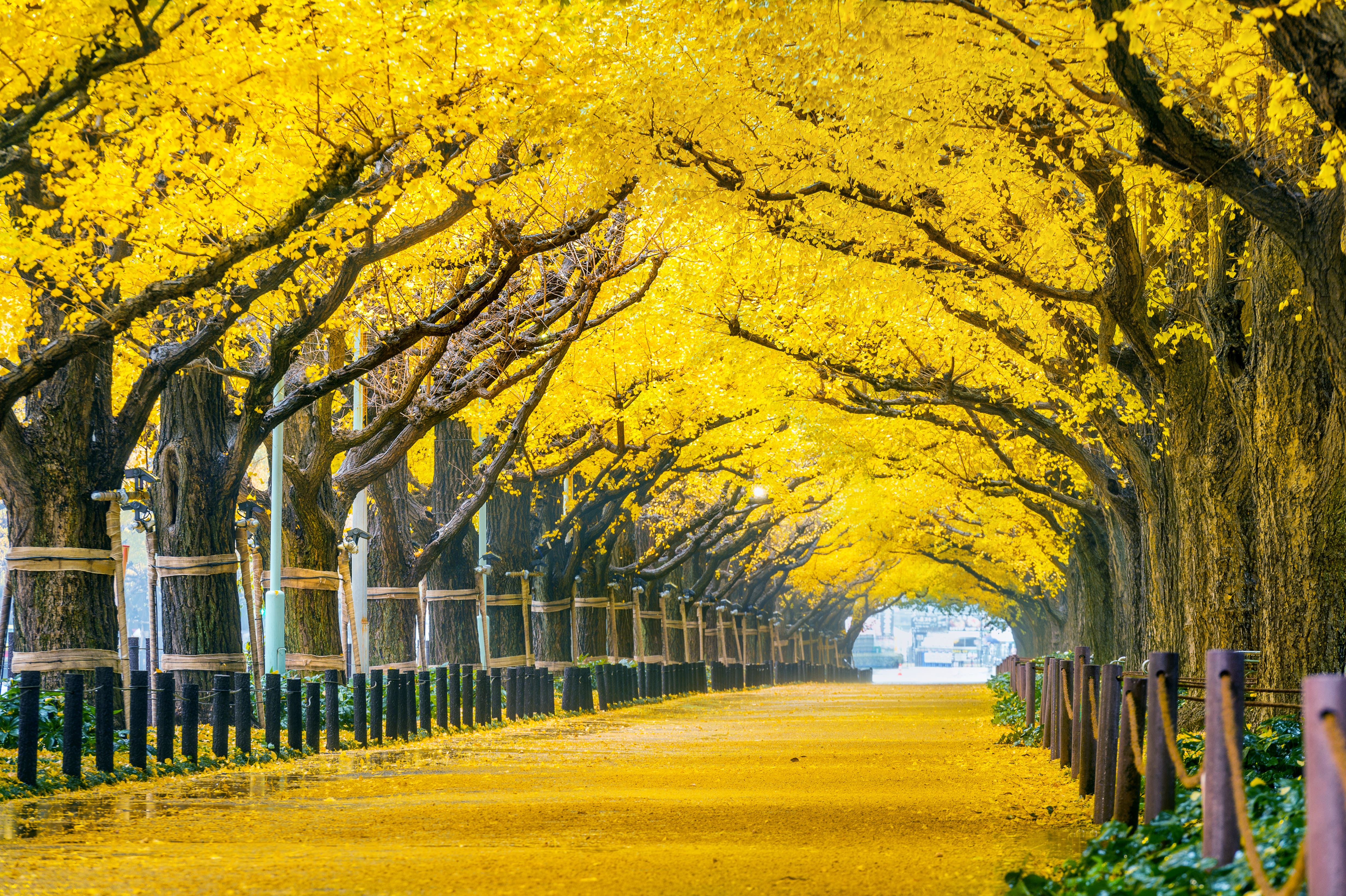 itinerary korea winter